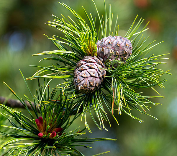 Zirbenast mit Zapfen