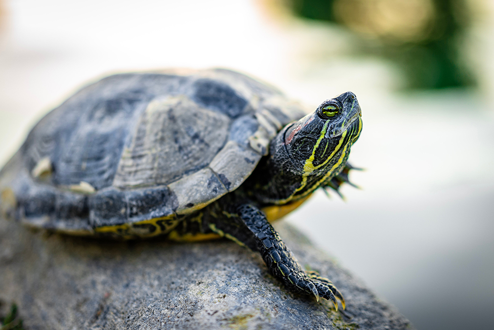 Eine Wasserschildkröte mit grün-gelbem Muster sitzt auf einem Felsen und blickt neugierig in die Ferne.
