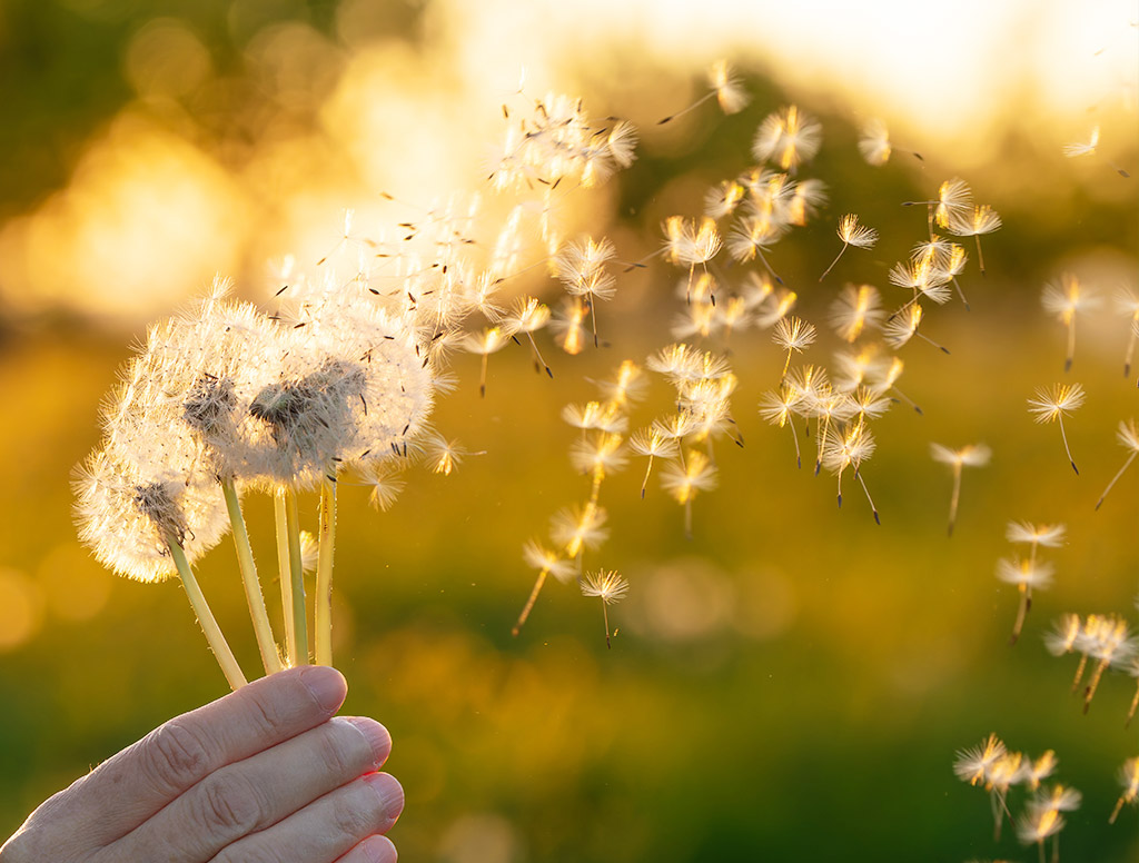 Hand hält mehrere Pusteblumen im warmen Abendlicht, während zahlreiche feine Samen durch die Luft schweben und vor golden verschwommenem Hintergrund eine leichte, sommerliche Stimmung erzeugen.