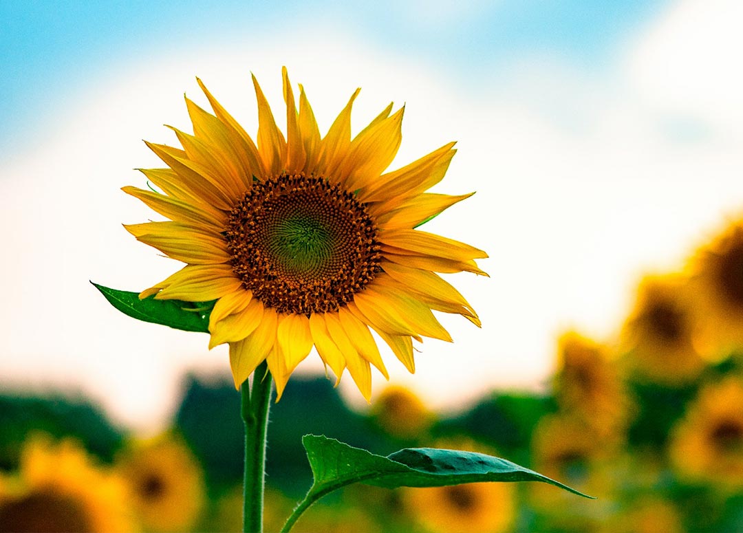 Eine einzelne Sonnenblume auf einem Feld vor blauem Himmel
