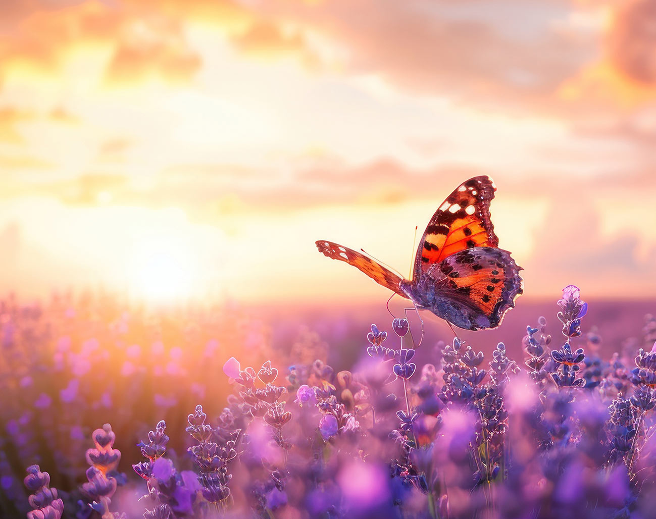 Ein Schmetterling mit schwebt über einem weitläufigen Lavendelfeld im goldenen Licht des Sonnenuntergangs.