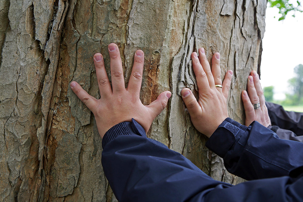Hände an einem riesigen Baumstamm